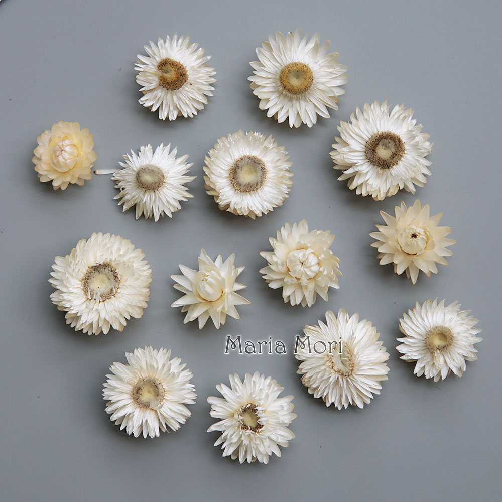 Natural Dried Colorful Chrysan - Baby Products 1 Year ulasan dan harga